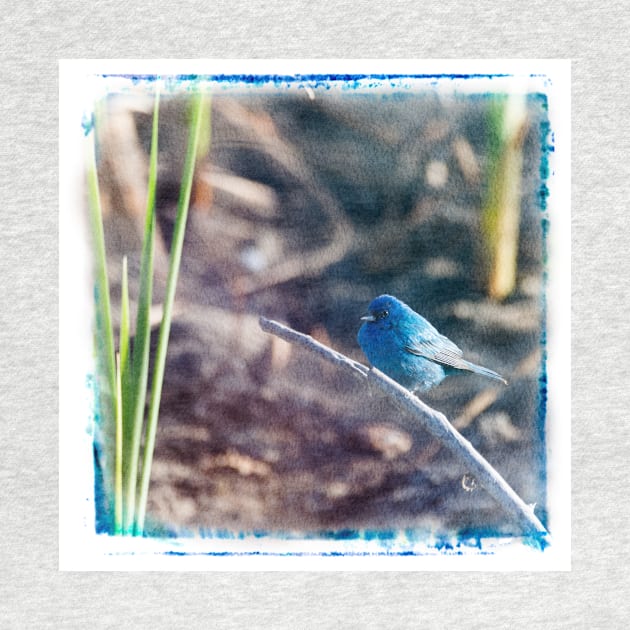 Indigo Bunting in the Spring by Debra Martz